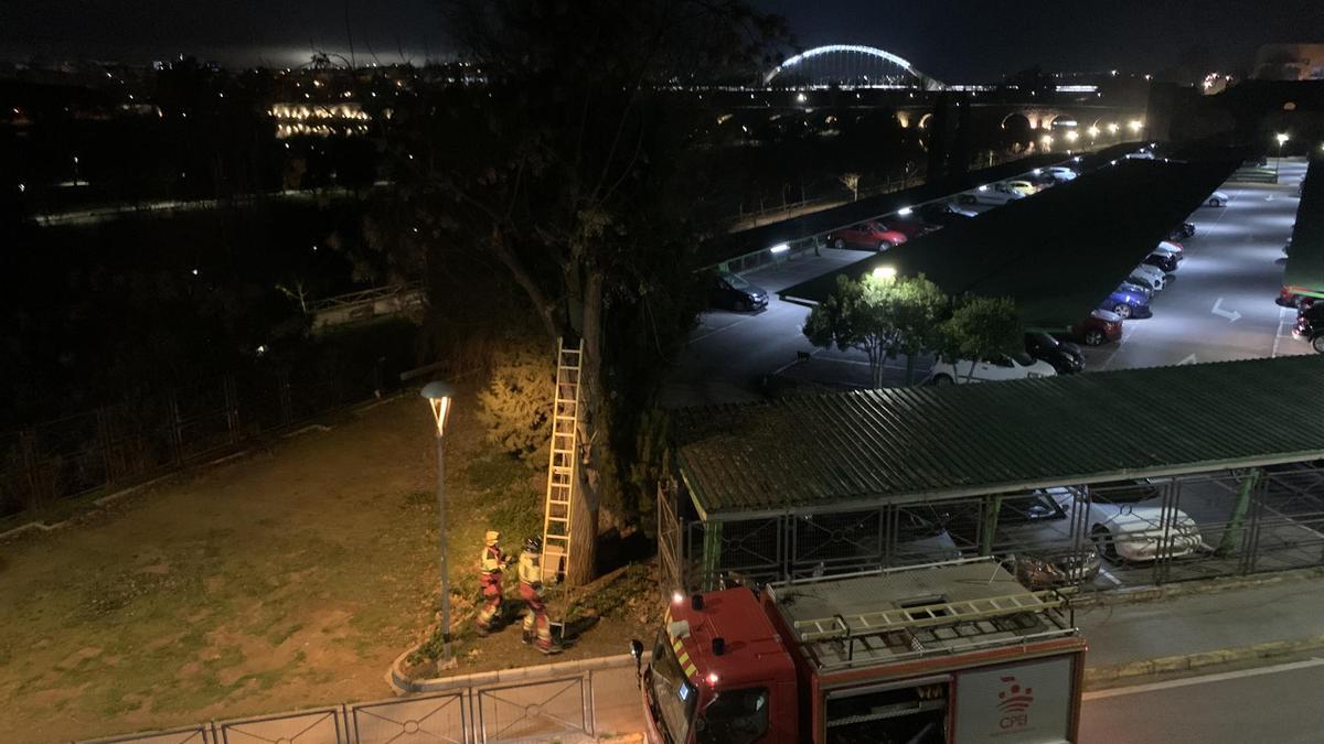 Los bomberos de Mérida logran un final feliz para un gato atrapado en lo alto de un árbol