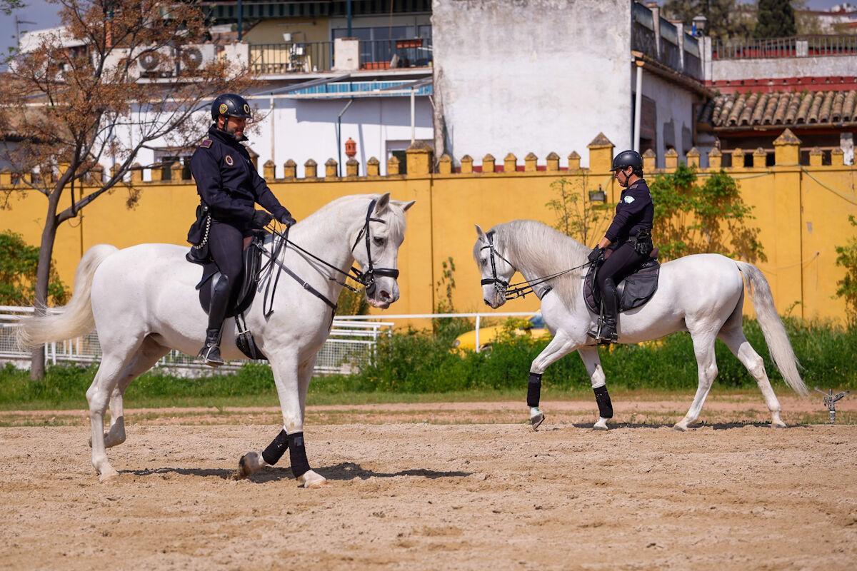 La unidad de caballería de la Policía Local de Córdoba se ubica en Caballerizas