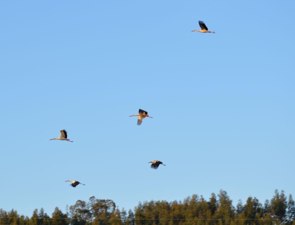 Las cigüeñas, volando sobre la ría maliayesa.