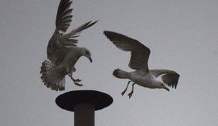 Gaviotas sobrevuelan la chimenea del tejado de la Capilla Sixtina durante el segundo día del cónclave