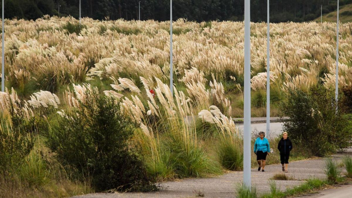 Plumeros de la Pampa en la Zalia, en Asturias.