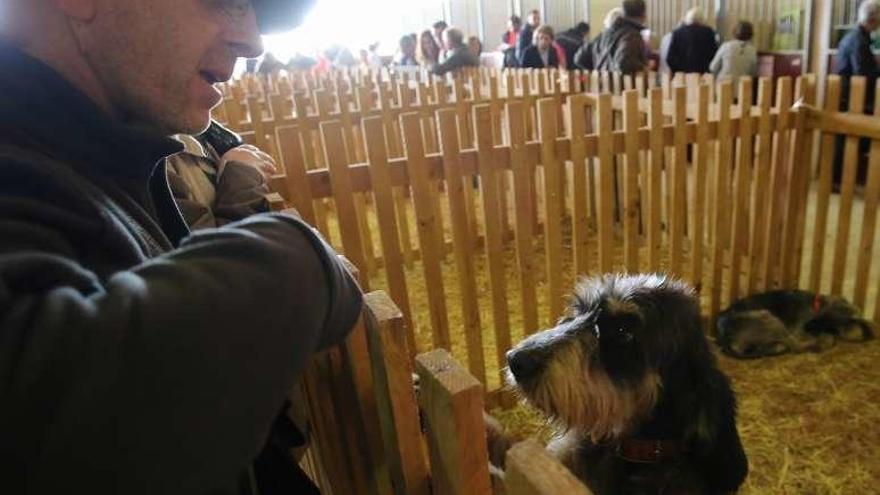 Un visitante observa un perro de caza en Fecap. // Bernabé/Gutier