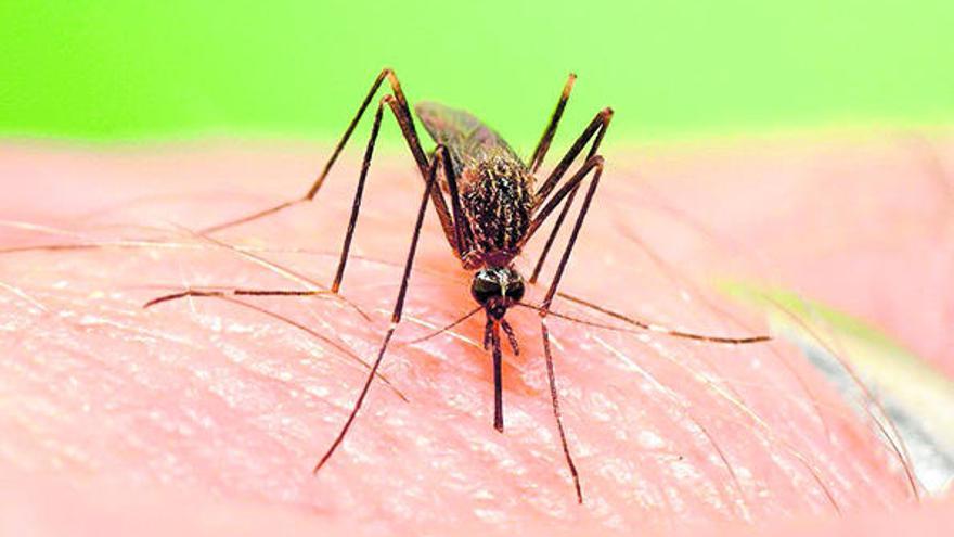 Un altre mosquit asiàtic més gran, l´«Aedes japonicus»