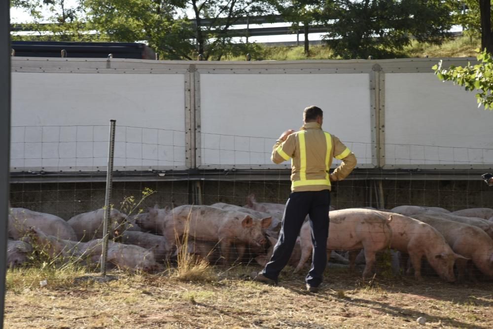 Accident d'un camió de porcs a Manresa