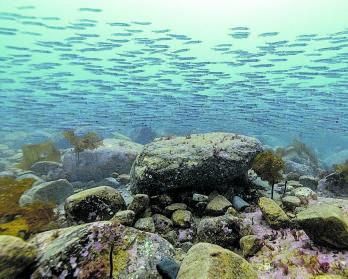 Un banc de peixos capelí, el principal aliment de les belugues