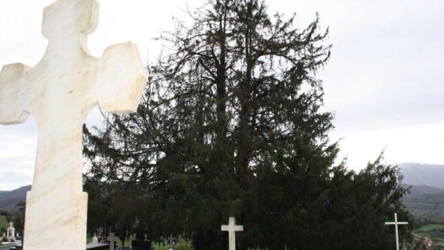 El popular tejo de Salas, en el cementerio de la localidad.