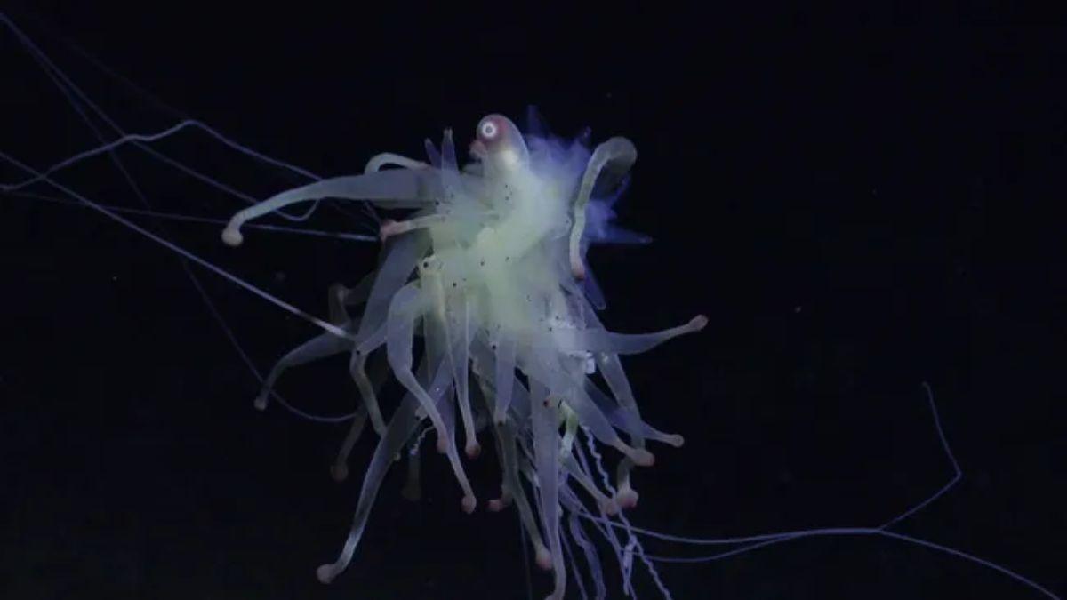 Un sifónóforo Bathyphysa, o &quot;monstruo espagueti volador&quot;, visto cerca de un monte submarino inexplorado y no registrado en la costa de Chile.