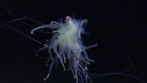 Un sifónóforo Bathyphysa, o monstruo espagueti volador, visto cerca de un monte submarino inexplorado y no registrado en la costa de Chile.
