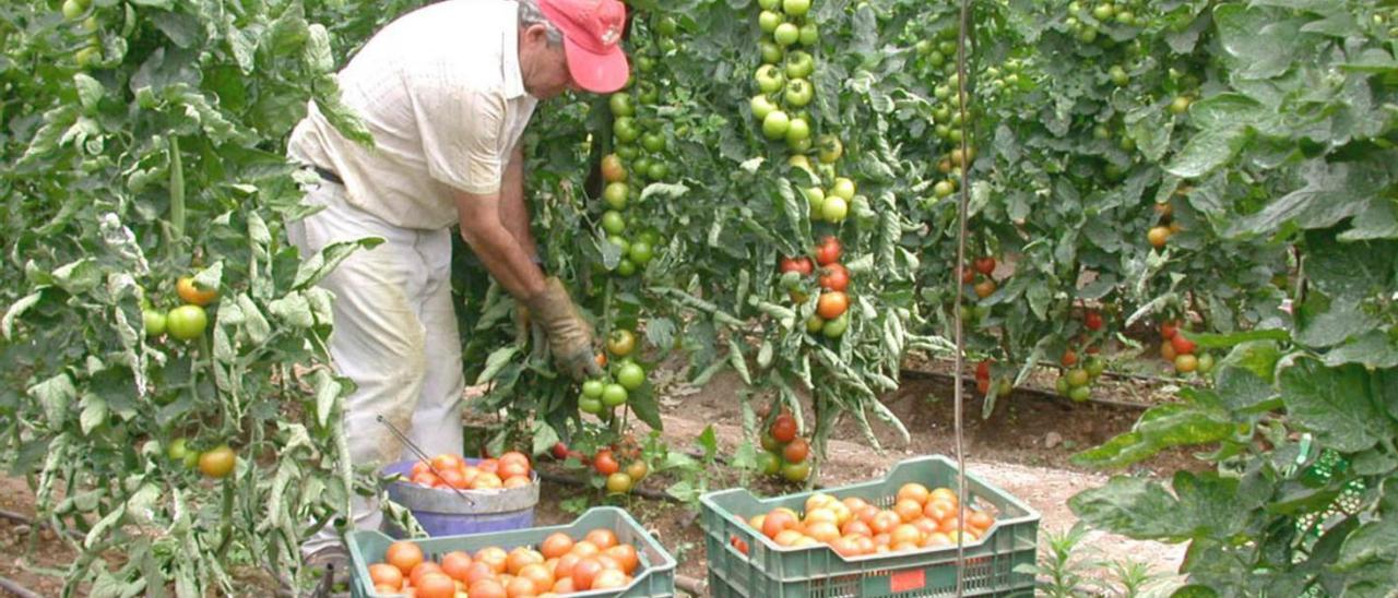 Un agricultor recolecta tomates ecológicos en una finca del término municipal nerjeño.