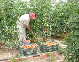 La horticultura axárquica capea la sequía con precios máximos