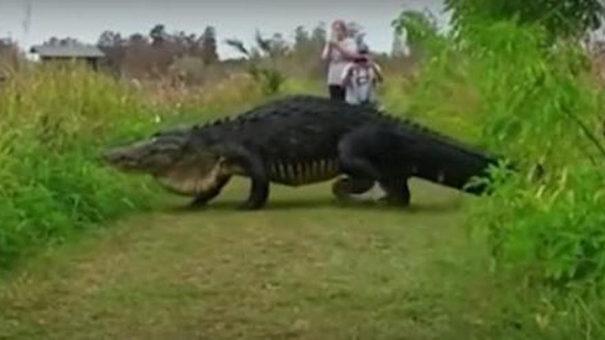 VÍDEO: Un enorme caiman sorprèn uns turistes a Florida