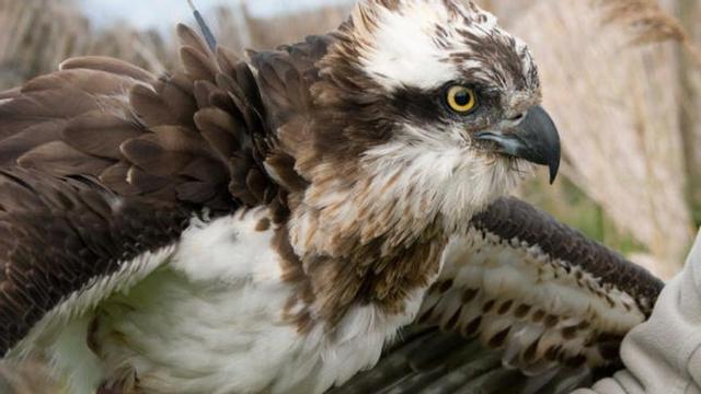 Ejemplar de un águila pescadora que ha vuelto a la isla de Mallorca después de recorrer en 6 meses 2.400 kilómetros.