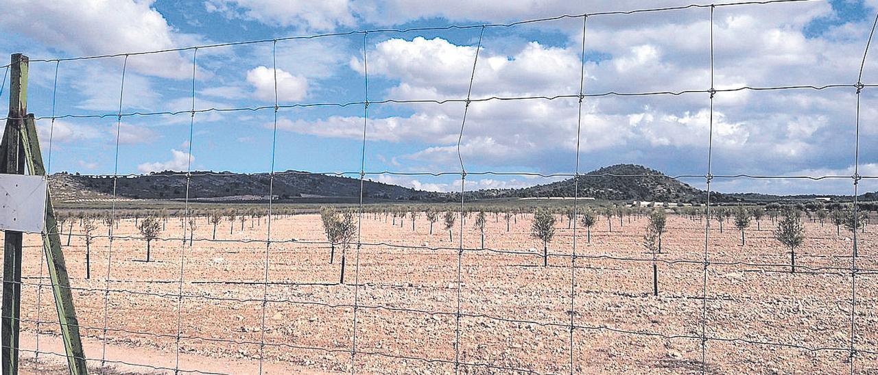 Nueva plantación en las Moratillas