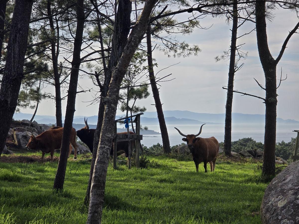 Las vacas cachenas de los comuneros.