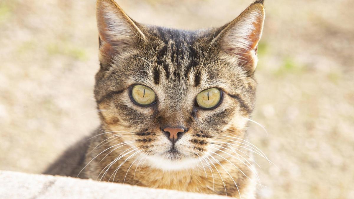 Imagen de archivo de un gato perteneciente a una colonia felina.