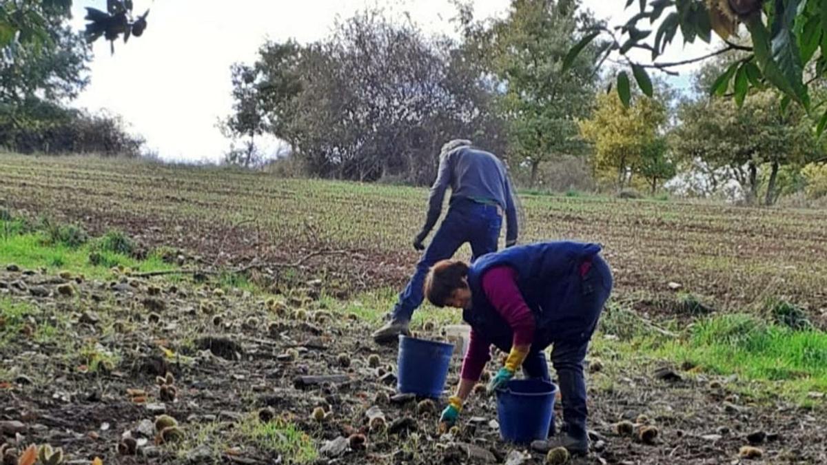 Dos alistanos recogiendo castañas en Alcorcillo. | Ch. S.