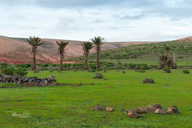 Teguise se cubre de verde tras las últimas lluvias de 2025 en Lanzarote