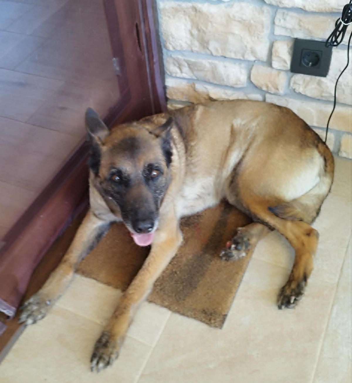 Kira, ya en casa.