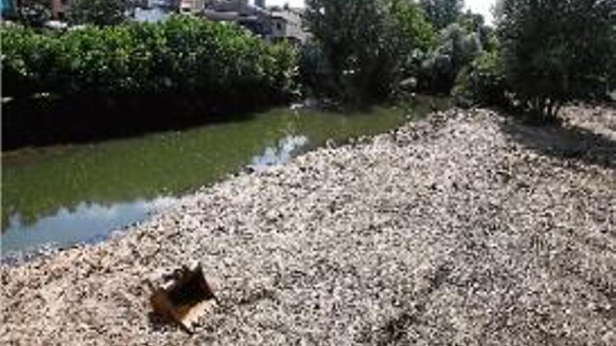 Estat de la llera del Ter a sota del pont de l&#039;Aigua.