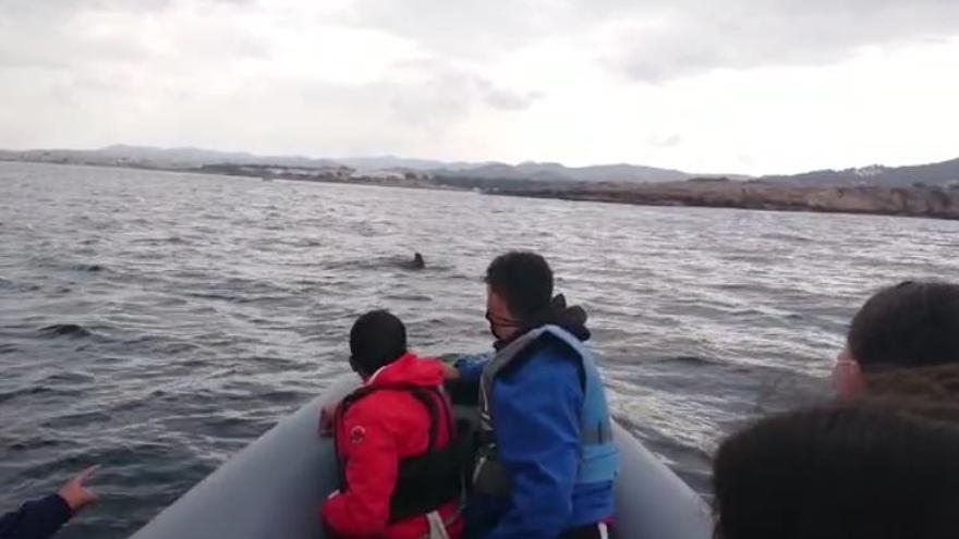 Alumnos de Ibiza avistan delfines en la 'Setmana del Mar'