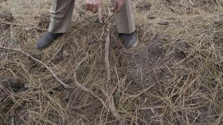 La raíz de un pino levantada por el jabalí.  // Bernabé/Gutier