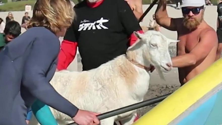 Cómo aprender a hacer surf con cabras