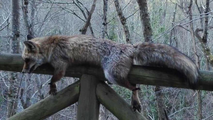 El cadáver de un zorro aparece atado a una valla en un parque natural de Asturias