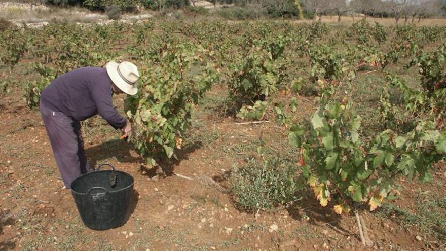 Benlloch potencia la apertura de bodegas