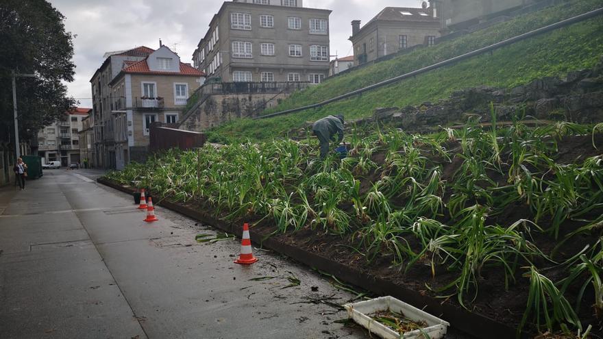 El Concello procede a replantar los jardines de la Ferrería con cuatro nuevos camelios