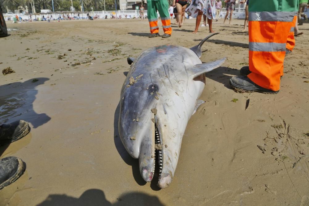 El Ayuntamiento retira el cadáver de un delfín mular varado en las calas de Torrevieja