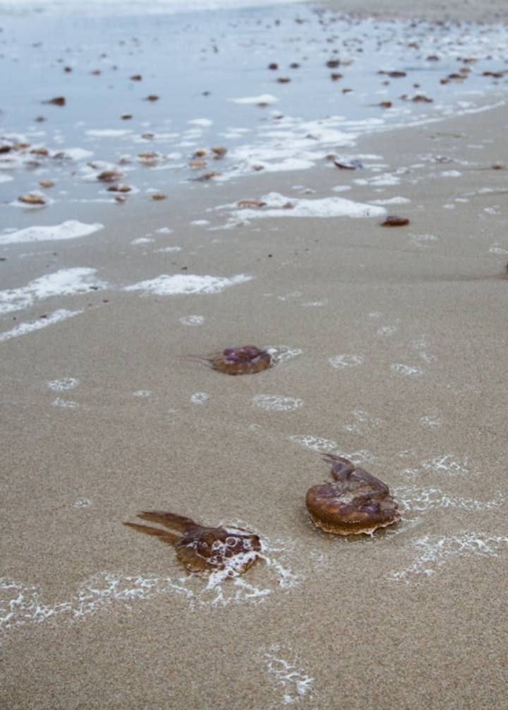 Plaga de medusas en la Playa de San Juan