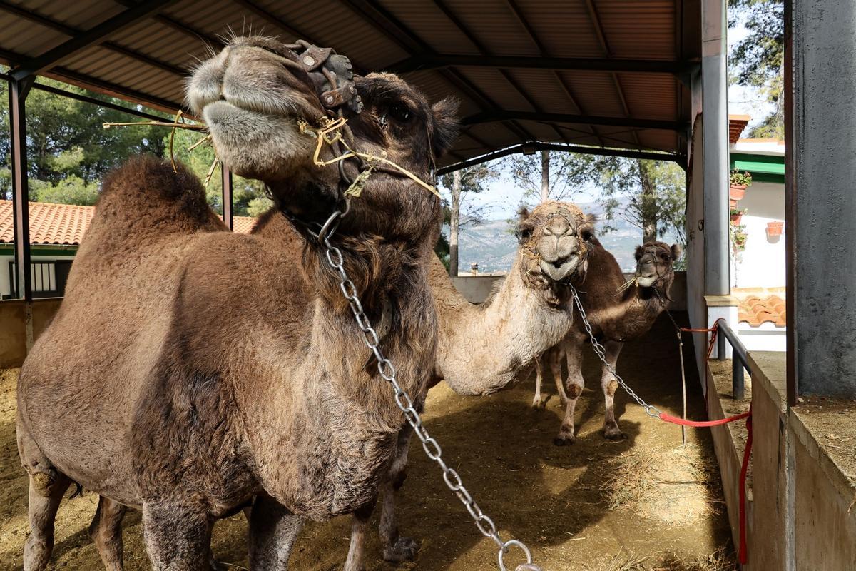 Los dromedarios ya están listos para trasladar a los Reyes Magos de Alcoy