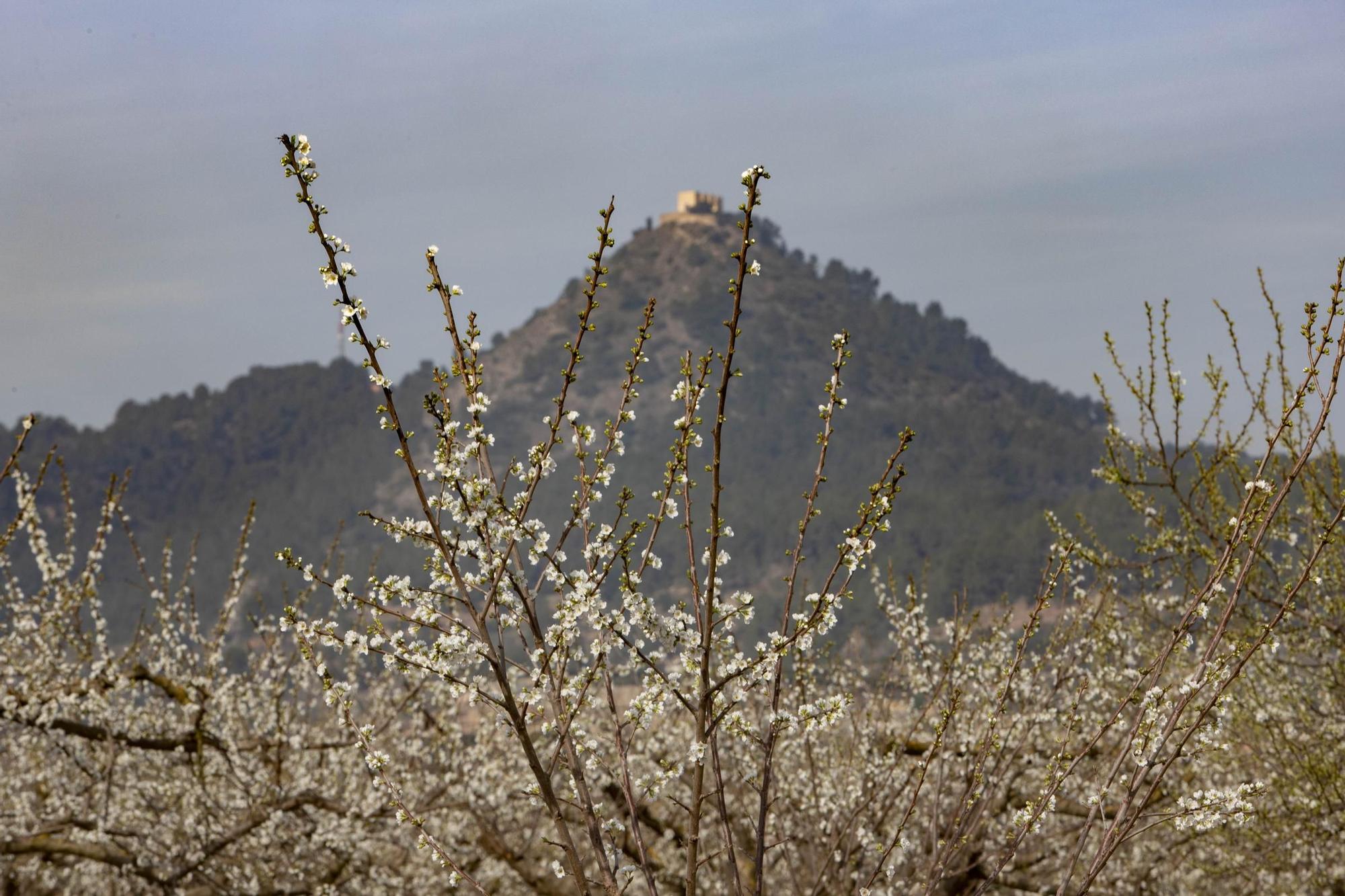 Los almendros en flor ya alegran los paisajes valencianos