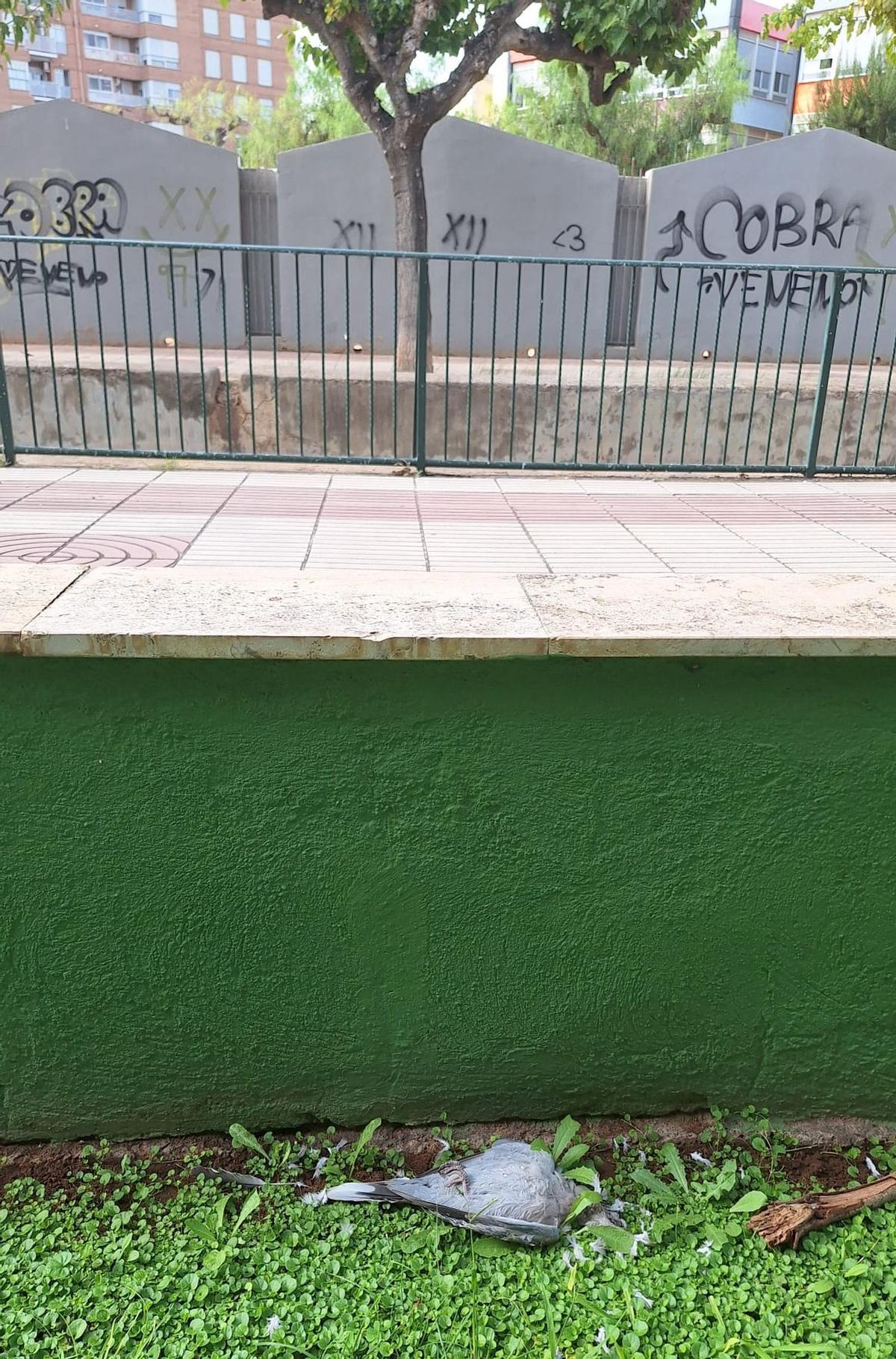 Imagen tomada ayer mismo de una tórtola muerta en la zona ajardinada del parque Josep Calduch, muy próxima a la Séquia Major.