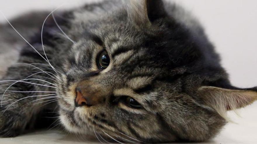 Los vídeos que te harán cambiar tu (mala) opinión sobre los gatos -  Información