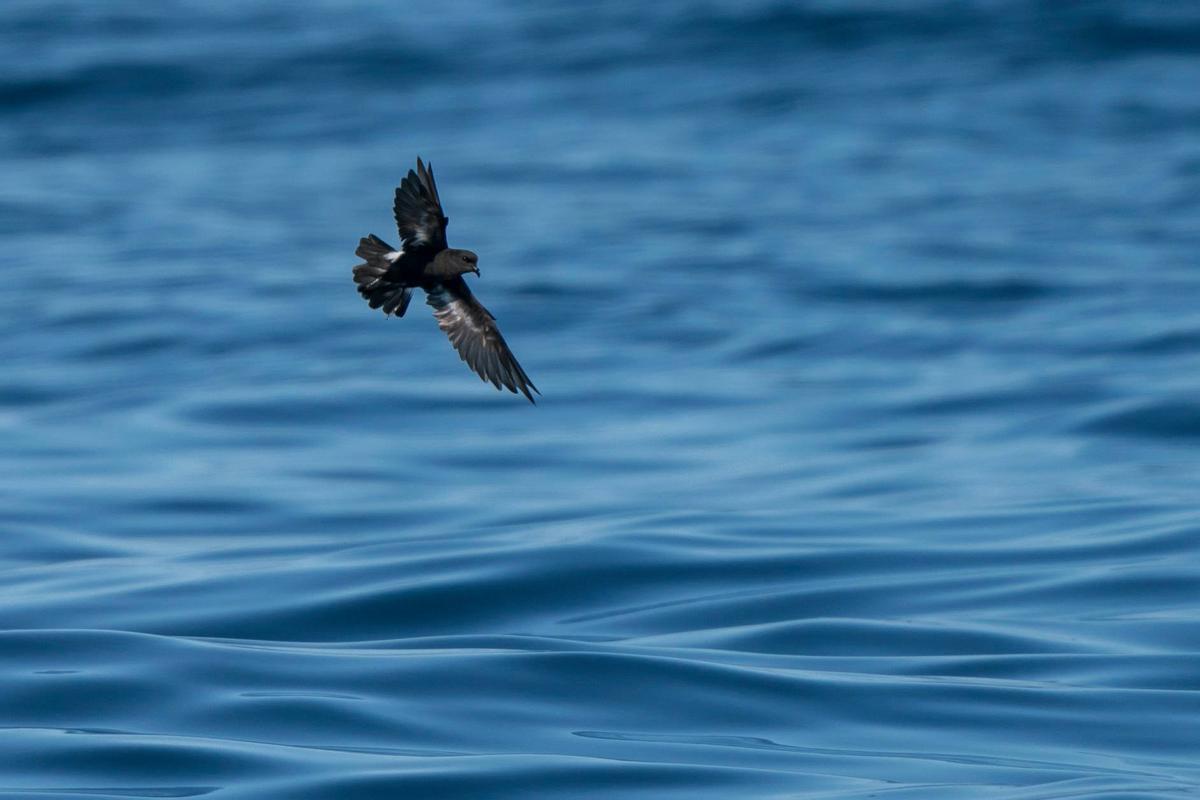 Una de las aves marinas fotografiadas desde el "Chasula". Una de las aves marinas fotografiadas desde el "Chasula".