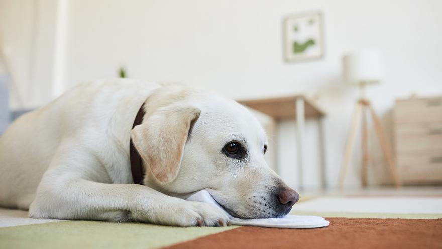 Compra un labrador por una web, recibe otro perro y solo le devuelven 200 de los 950 euros