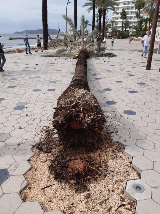 Palmera caída en ses Figueretes.