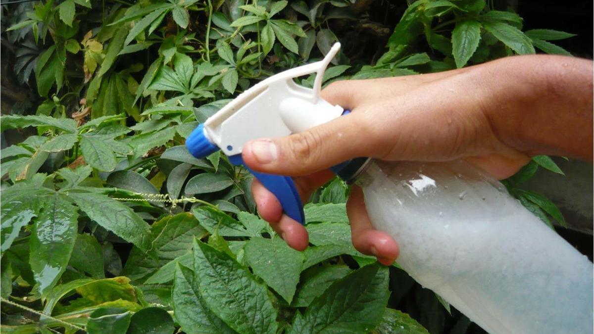 9 usos del agua oxigenada en el huerto o jardín