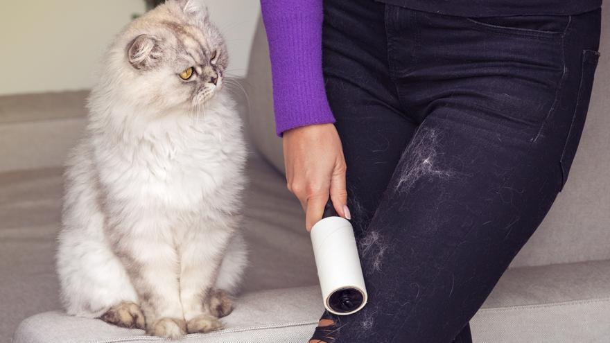 Puse a prueba 3 inventos geniales apra quitar los pelos de perro y gato de  la ropa 