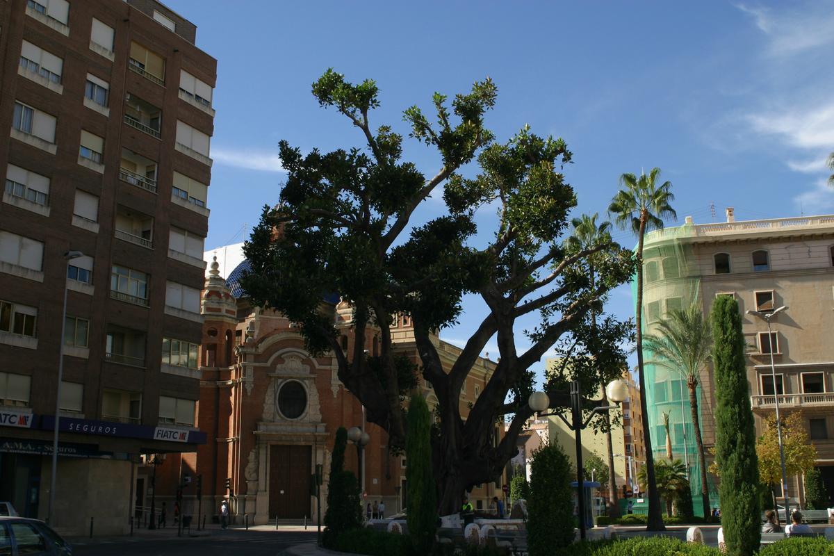 Árboles monumentals. Ficus de la plaza María Agustina de Castelló.