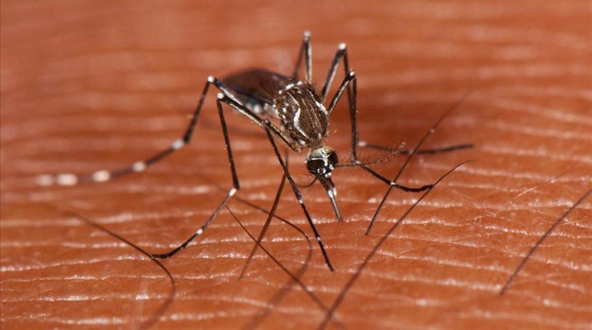 undefined41303144 sociedad mosquito de la fiebre amarilla  aedes aegypti   aut190614212454