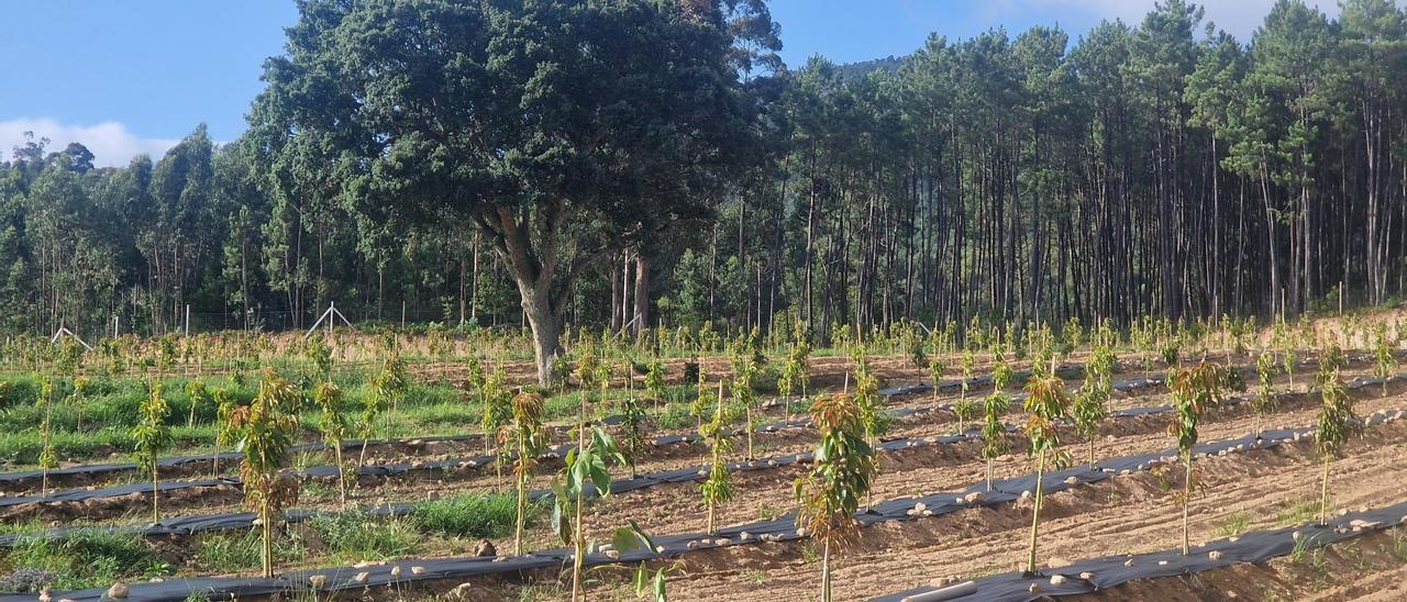 La plantación de aguacates hecha realidad en Vilagarcía desde mayo.
