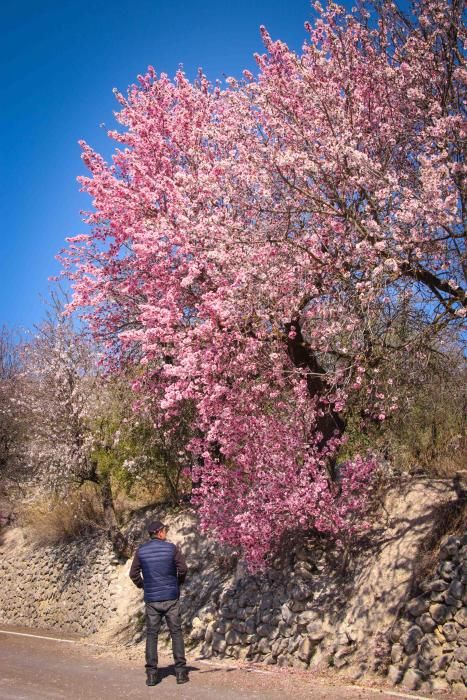 Almendros en flor en las comarcas de montaña en Alicante