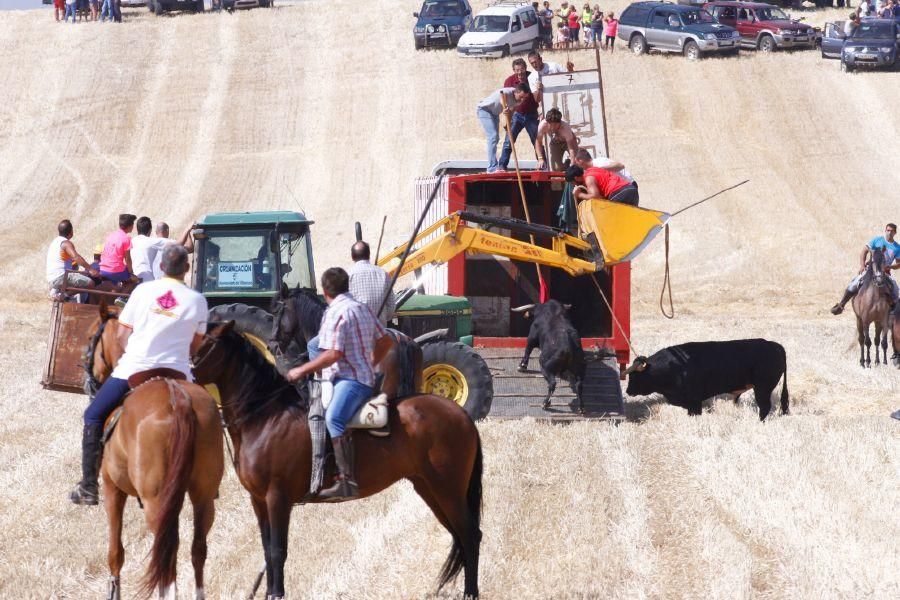 Fiestas en Zamora: Encierro campero en VIllaescusa