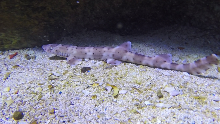 Mundomar incorpora dos ejemplares de tiburón bambú, una especie &quot;casi amenazada&quot;