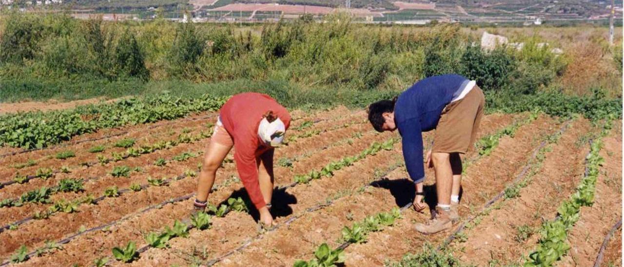 Agricultores en un campo de hortalizas valenciano.