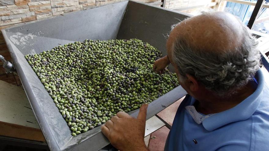 Un agricultores revisa la cosecha de olivas.