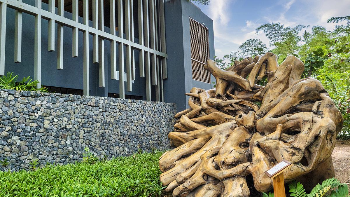 Las raíces de guanacaste se convierten en elementos decorativos del hotel.