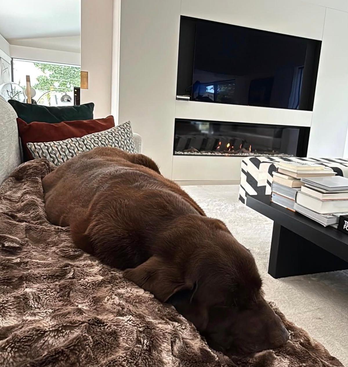 El perro de Pablo Alborán, Terral